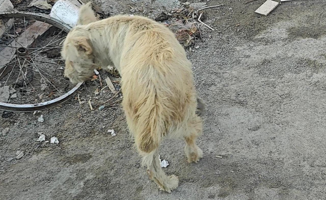 Los animales fueron trasladados al santuario “Milly” para recibir atención y resguardo.
