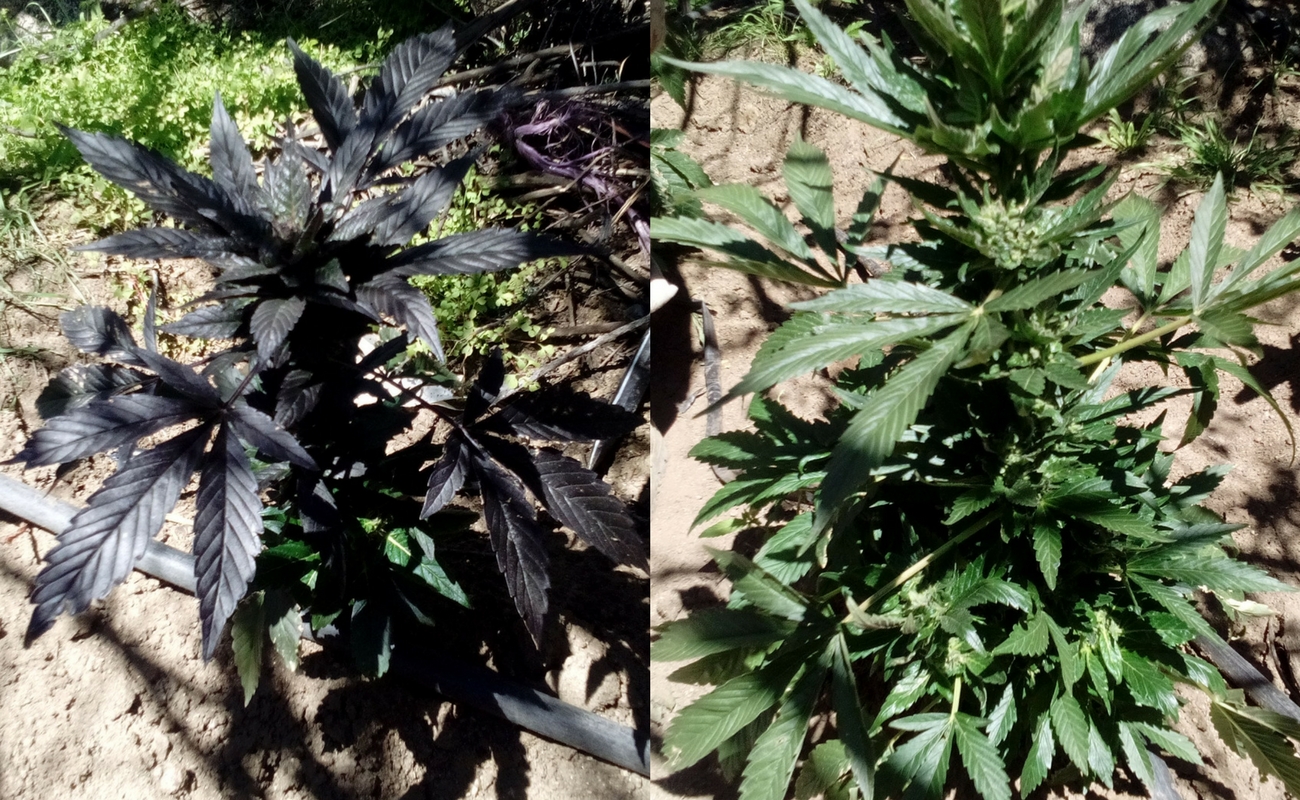 Los plantíos fueron ubicados en reconocimientos terrestres el pasado 27 de marzo. Las plantas fueron arrancadas e incineradas este 28 de marzo.