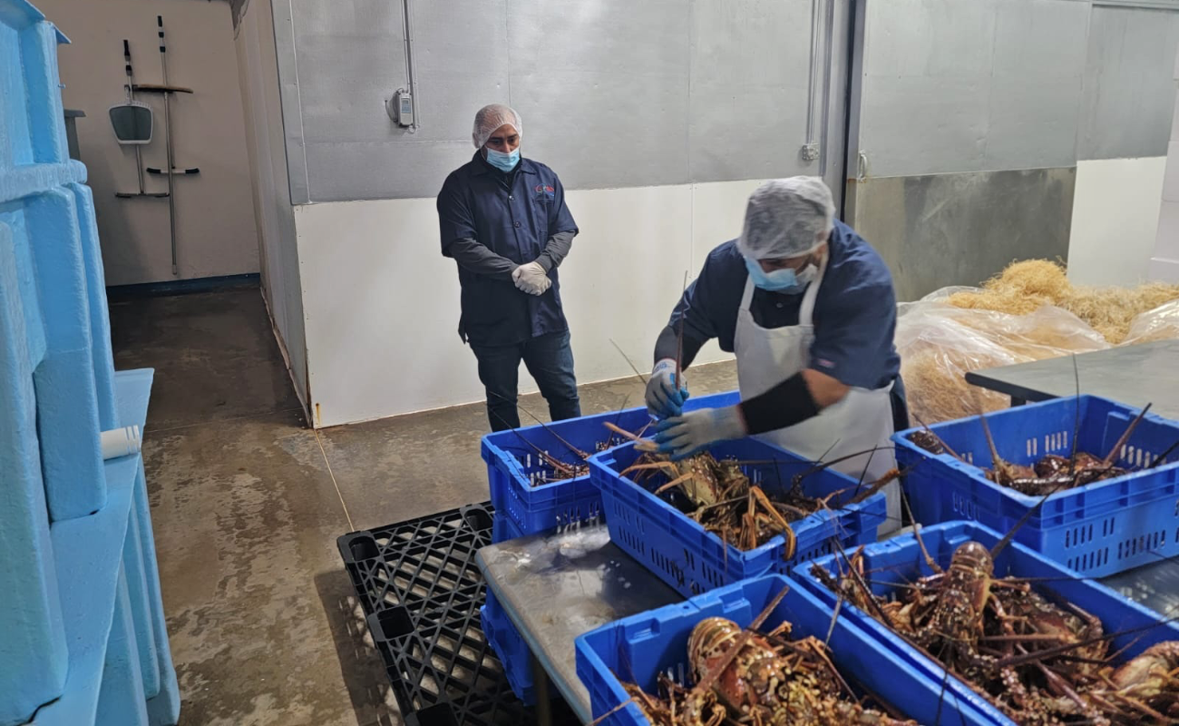 Se busca garantizar su estado óptimo para su consumo.