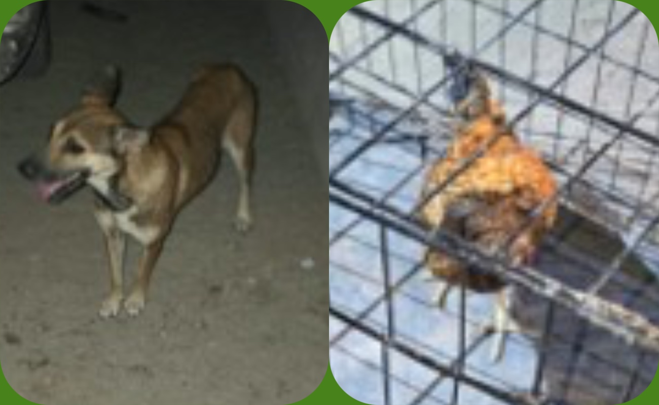 Rescatan a perro y gallo en condición de maltrato en San Felipe