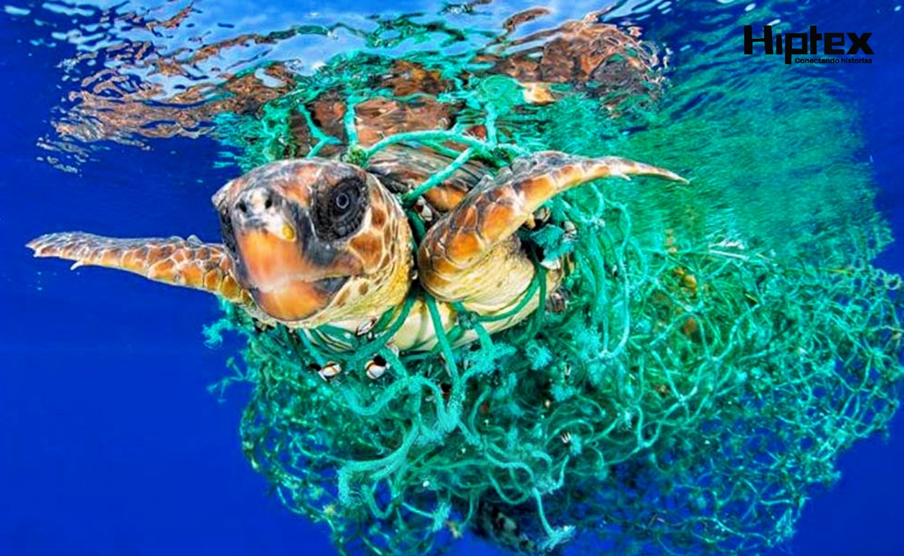 Más de 800 especies marinas afectadas por ingestión o enredo.