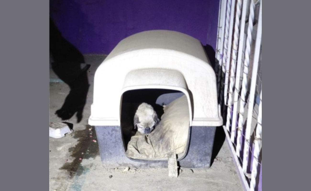 La Fiscalía General del Estado reitera su compromiso con la protección animal.