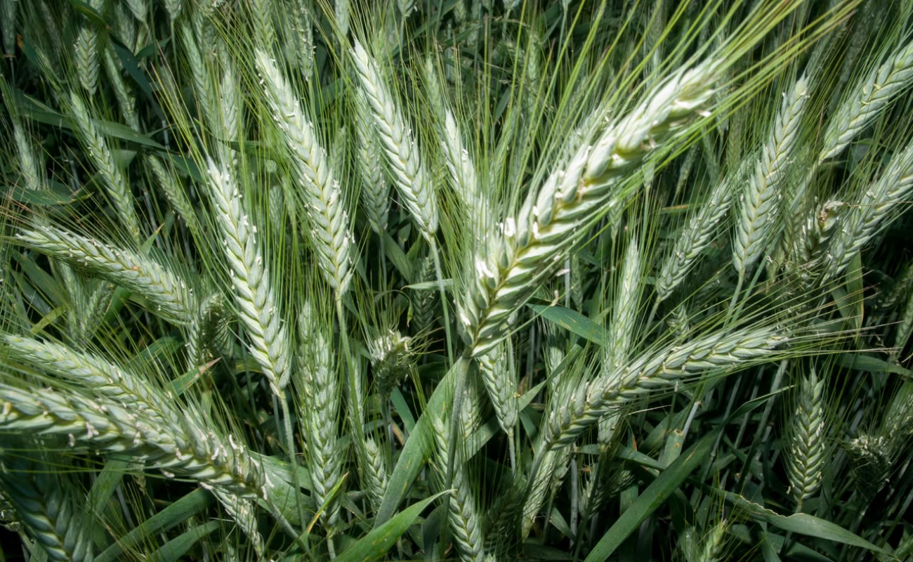 Publica AGRICULTURA mecánica operativa para incentivo al trigo panificable
