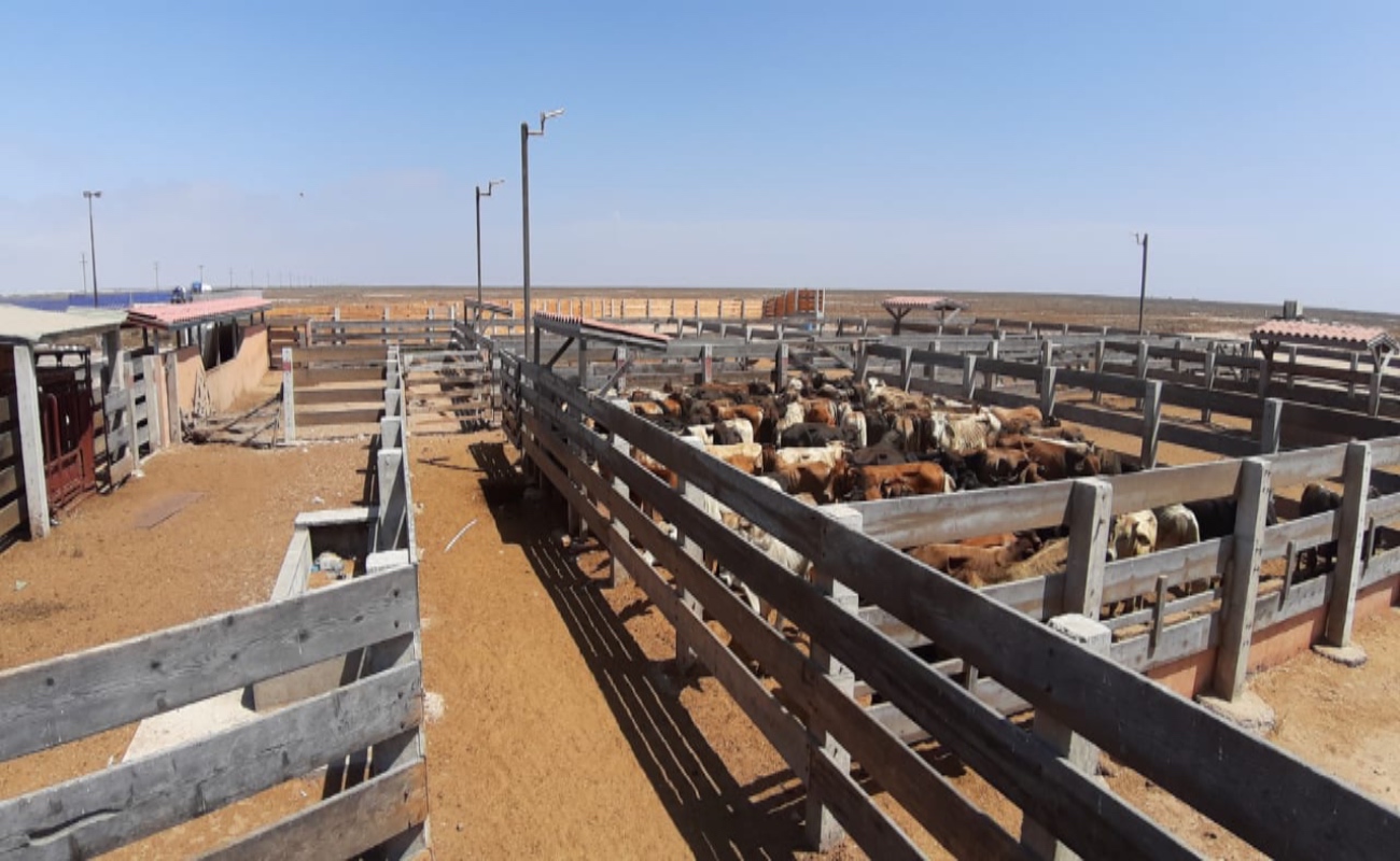 En el 2020 se inspeccionaron aproximadamente 300 mil cabezas de ganado introducidas a Baja California.