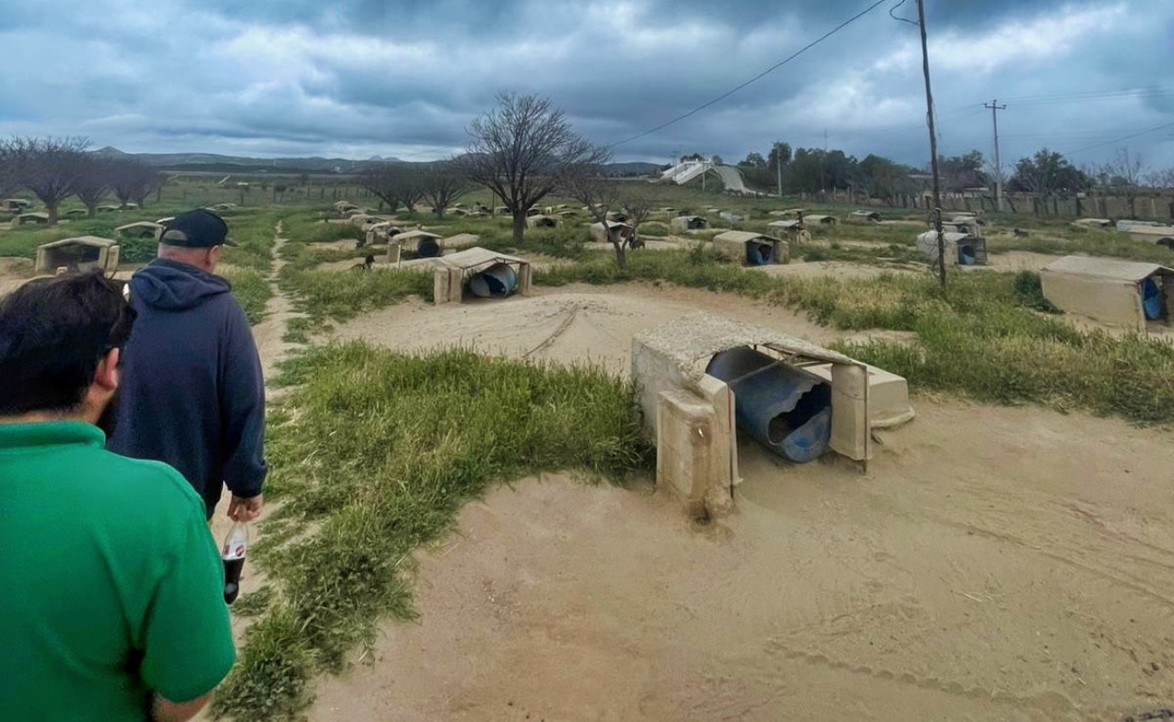 Instituto Municipal de Bienestar Animal inspecciona, y establece medidas de seguridad y seguimiento a más de 200 caninos en un predio de Loma Tova.