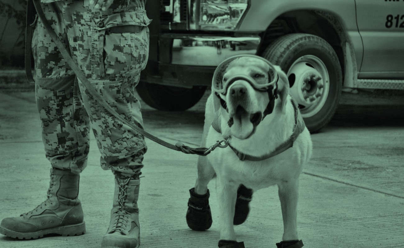 Perros rescatistas, los héroes que salvan vidas tras el terremoto