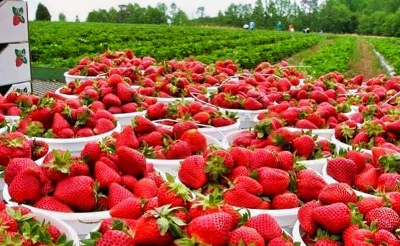 Preocupa al Consejo Agrícola de BC investigación de antidumping sobre fresa mexicana anunciada por EU