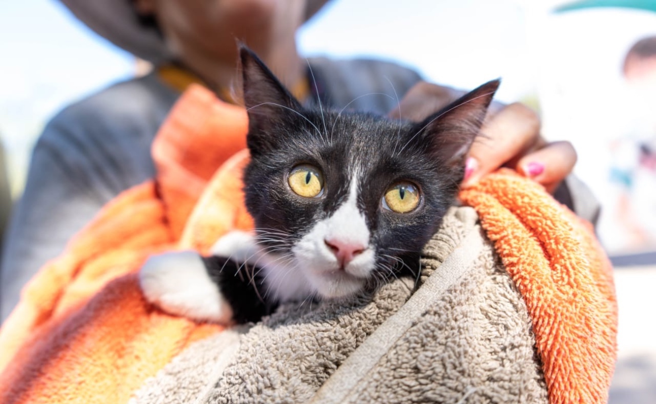 La vacunación contra la rabia continua en el estado de manera gratuita.
