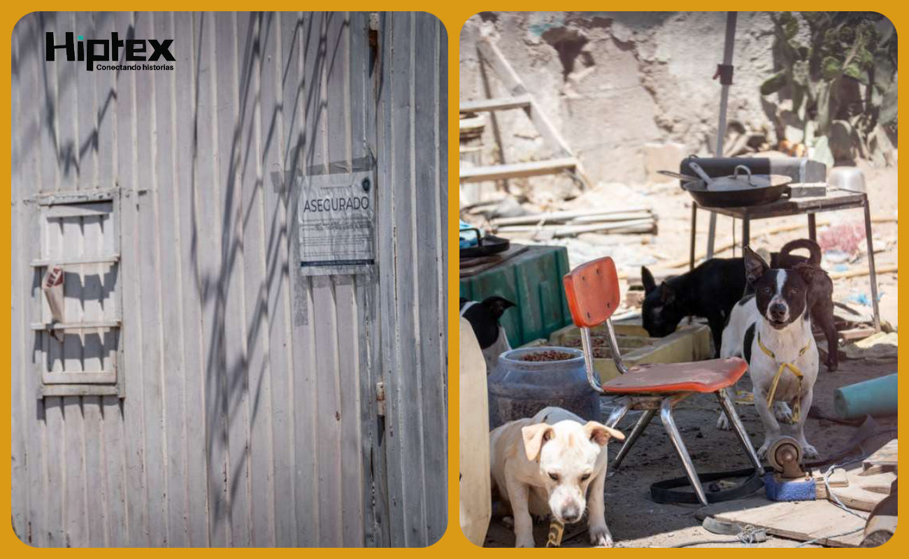 Fiscalía deja animales en inmueble asegurado; exfiscal cuestiona abandono y muerte de uno de los nueve caninos