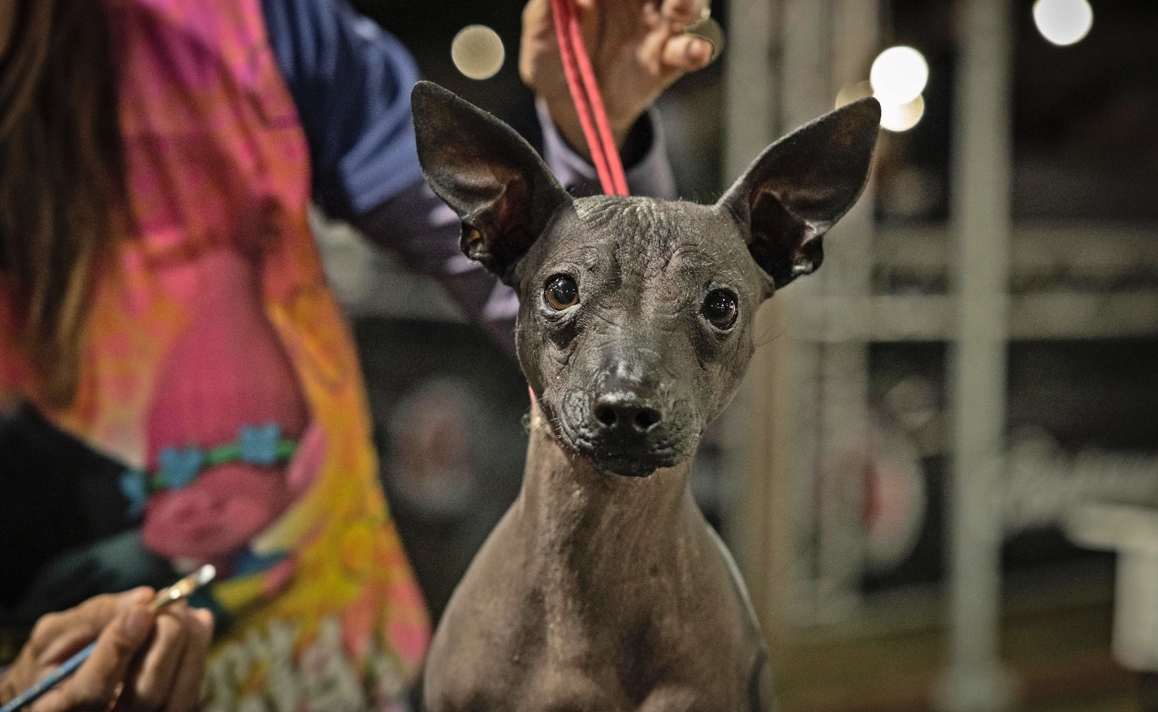 Celebran el Día Nacional del Xoloitzcuintle con fiesta “perrona"