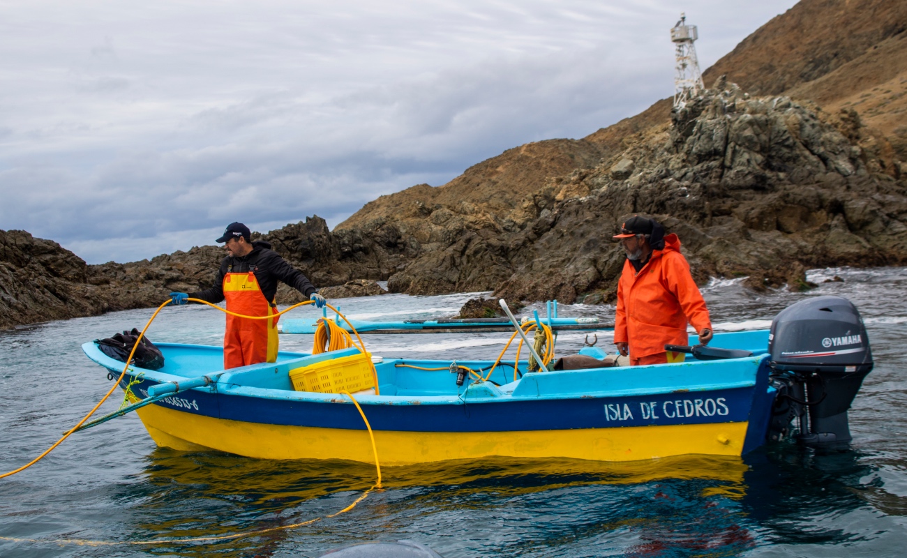 En octubre inicia la pesca de camarón en el océano Pacífico y el Golfo de México