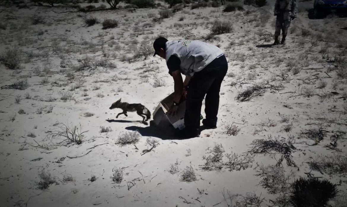 Regresan a coyote a su habitat natural
