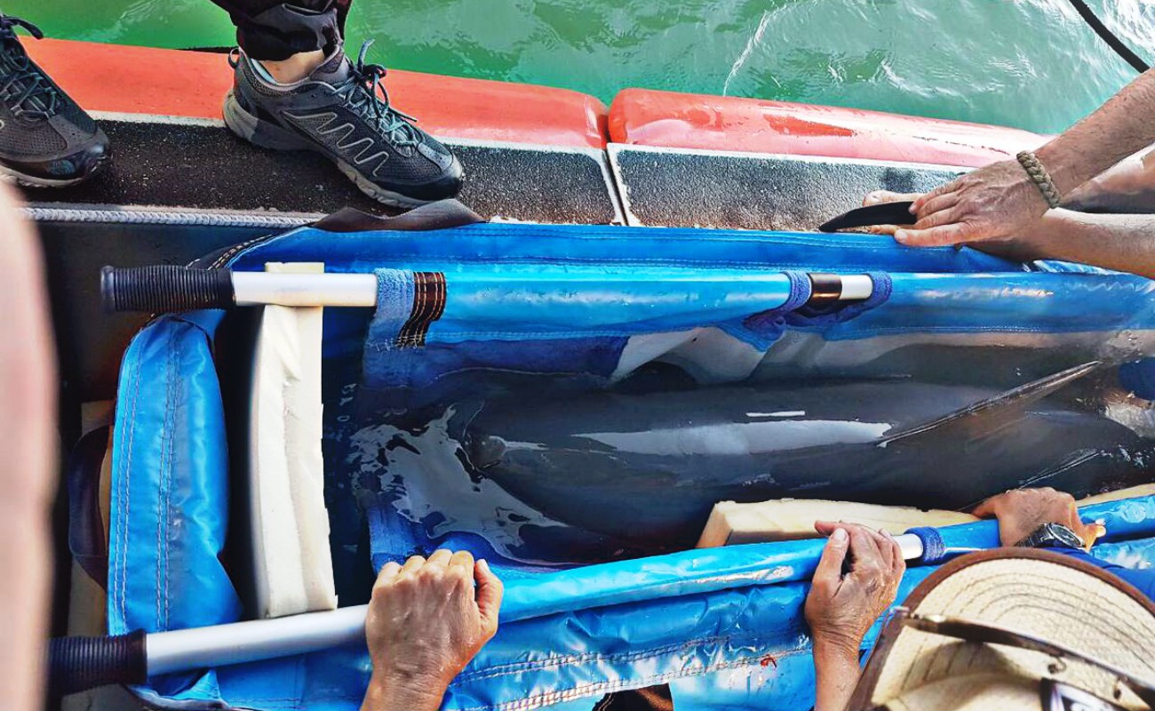 Murió ejemplar de vaquita marina en labores de rescate
