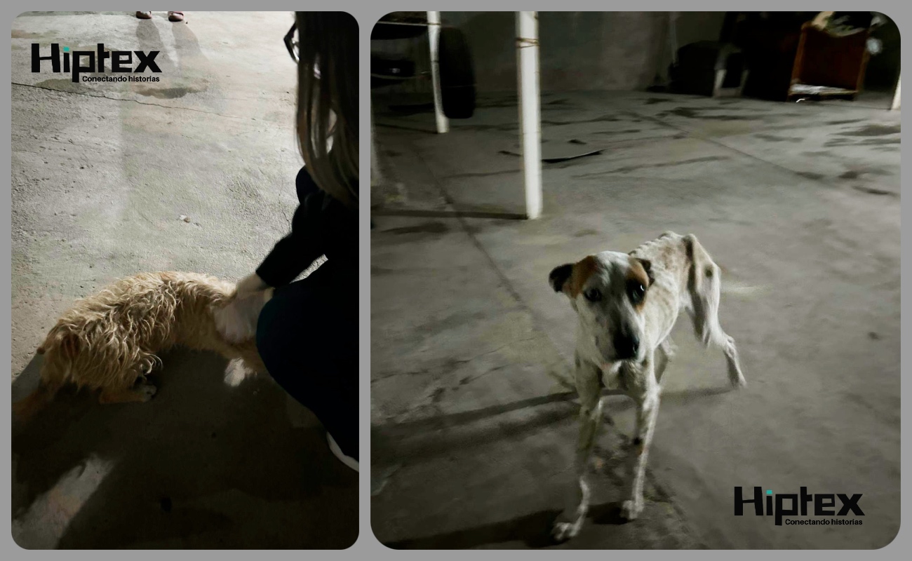 Al dar seguimiento a denuncia anónima que alertaron las malas condiciones en que se encontraba los caninos.