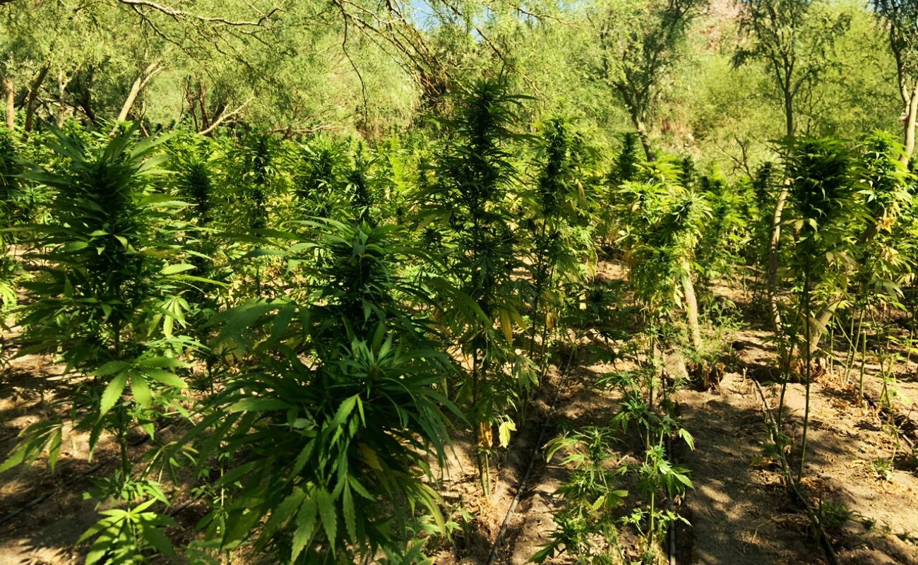 En total se contabilizaron 20 mil plantas de marihuana, con un peso de 16 toneladas.