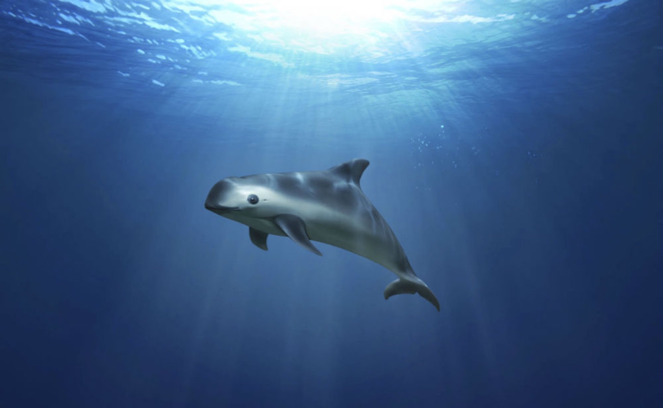 Son ya muy pocos ejemplares de Vaquita Marina que quedan en el Golfo de California.