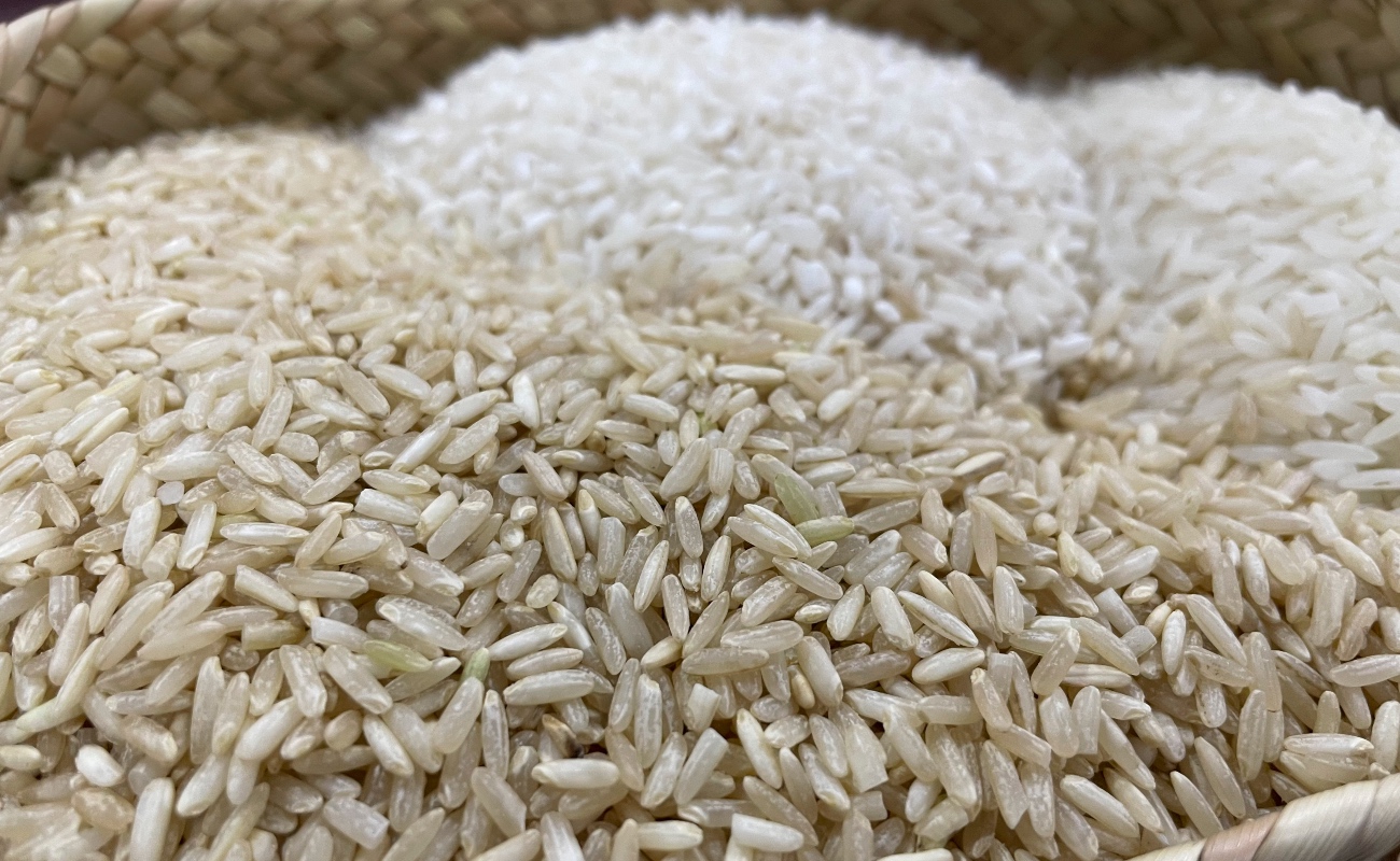 Aumenta 17.3% producción nacional de arroz e impulsa la soberanía alimentaria: AGRICULTURA
