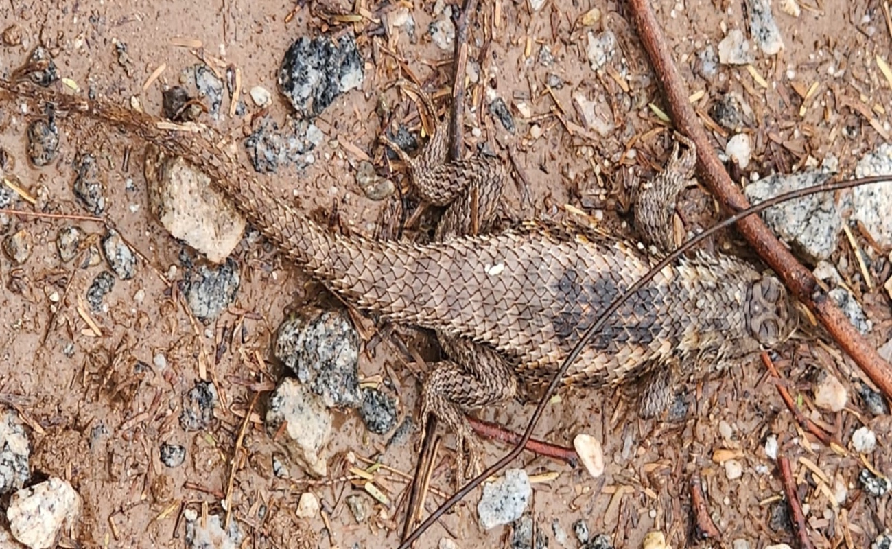 Rescatan a pequeño lagarto que deambulaba en Mexicali
