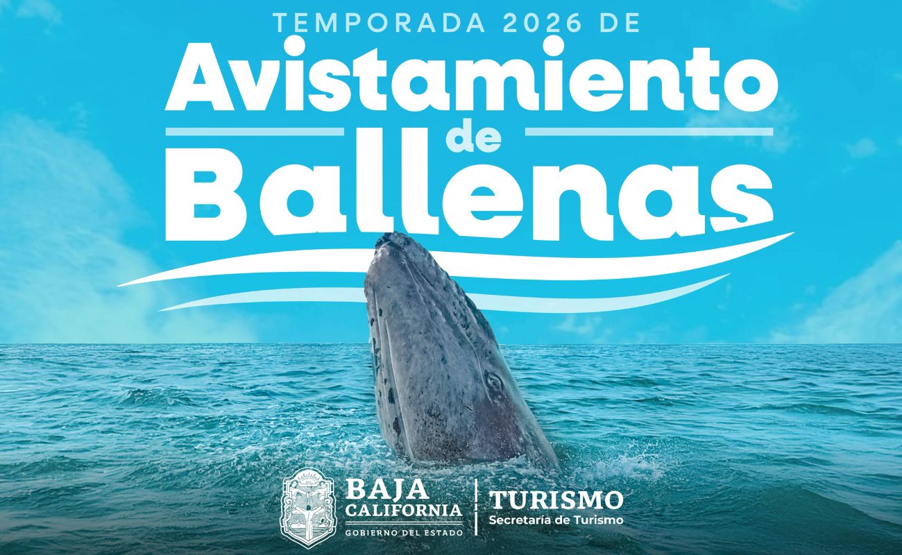 El secretario de Turismo de Baja California invita a disfrutar del avistamiento de ballena gris en Ensenada, un fenómeno natural que fortalece el turismo de naturaleza.