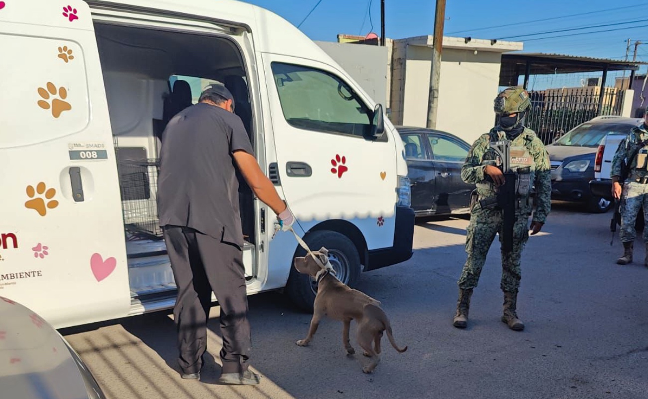 Rescatan a dos Pitbulls en estado de desnutrición