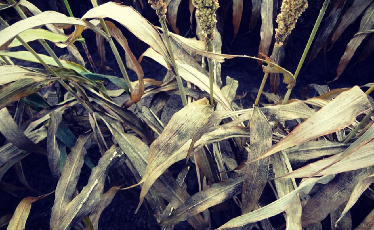 De forma silenciosa, el pulgón amarillo del sorgo migró para quedarse y expandirse por todo el país, causando pérdidas millonarias.