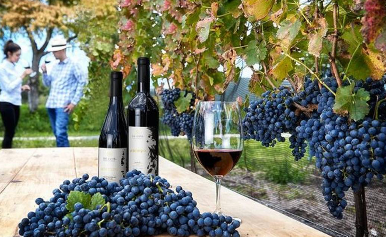 Baja California da la bienvenida a las Fiestas de la Vendimia 2026, la gran celebración del vino mexicano