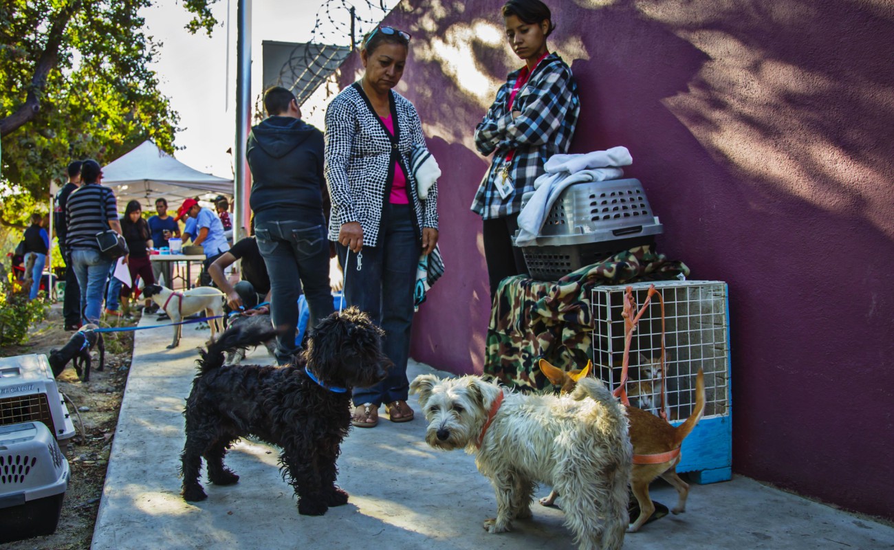 Esterilizan a un centenar de perros