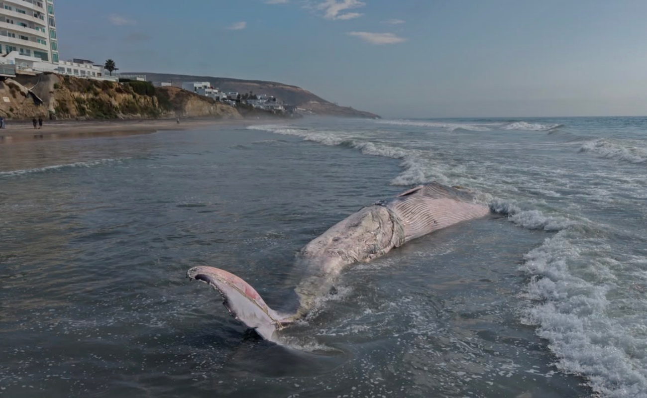 Aparece ballena sin vida en Playas de Tijuana