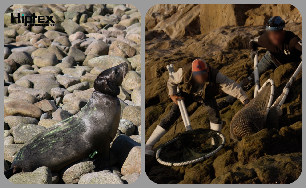 Disminuye 65% población de lobos marinos en Golfo de California