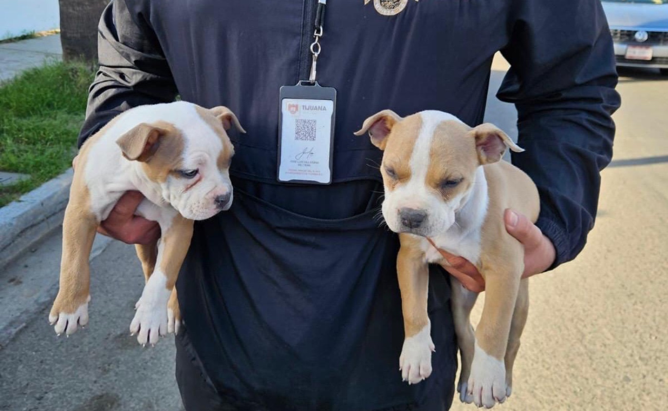Los tenían a la venta en las inmediaciones del bulevar Las Américas, en el fraccionamiento Lomas de Agua Caliente.