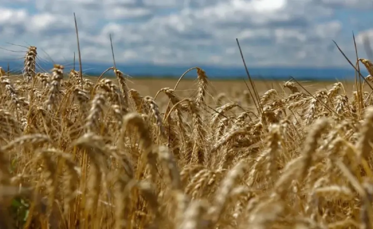 Fortalece SADER BC coordinación con federación para impulsar el desarrollo del sector agrícola