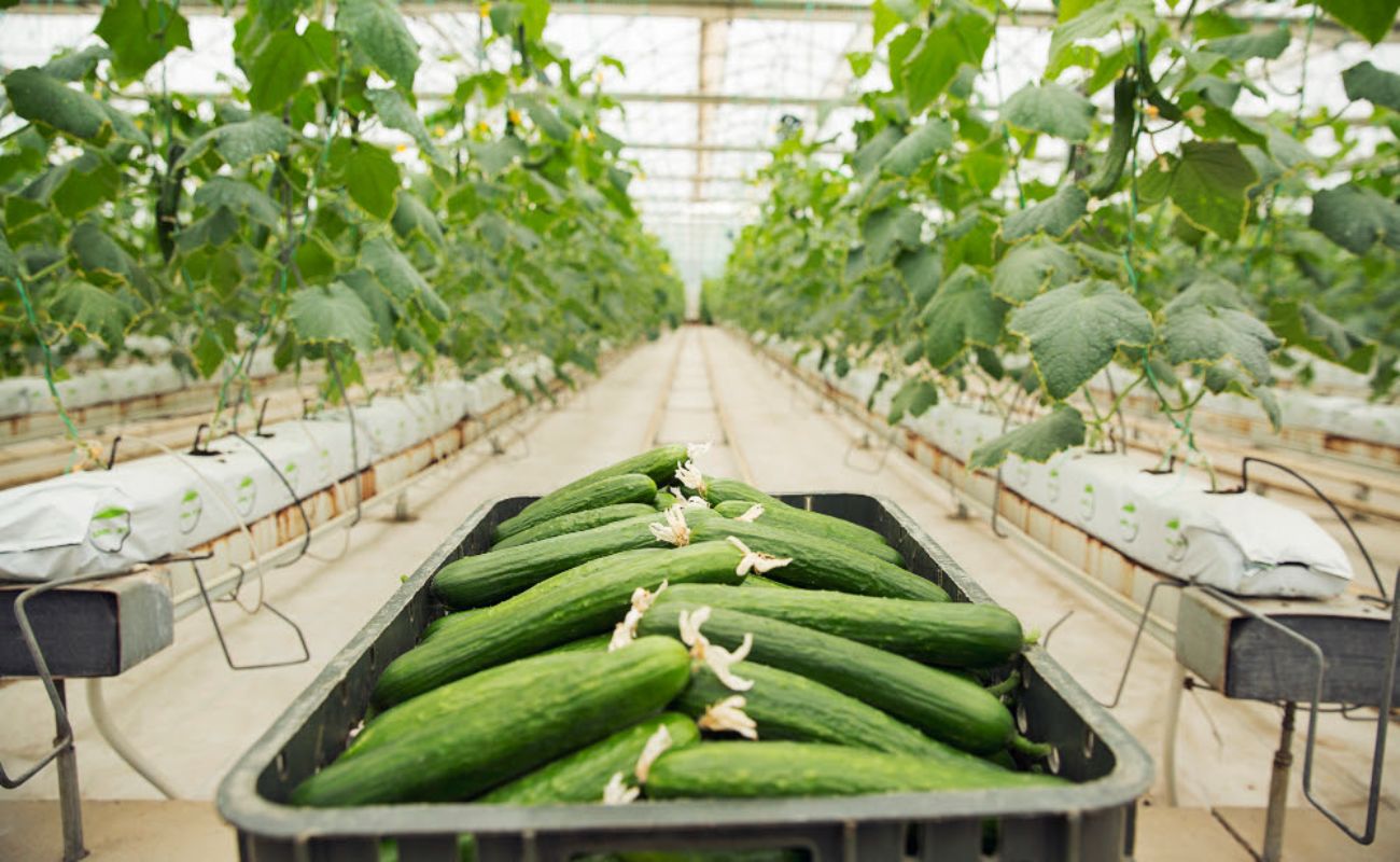 México es el principal exportador de pepino del mundo, 80% va a EUA