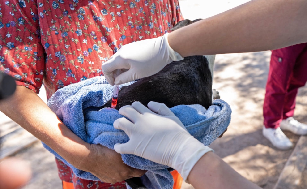 Se reforzaron acciones contra la Rickettsia en Tijuana y Tecate, fumigando y desparasitando en ocho colonias, incluyendo Maclovio Rojas, Rancho Santa Fe, Downey y Alfonso Garzón.