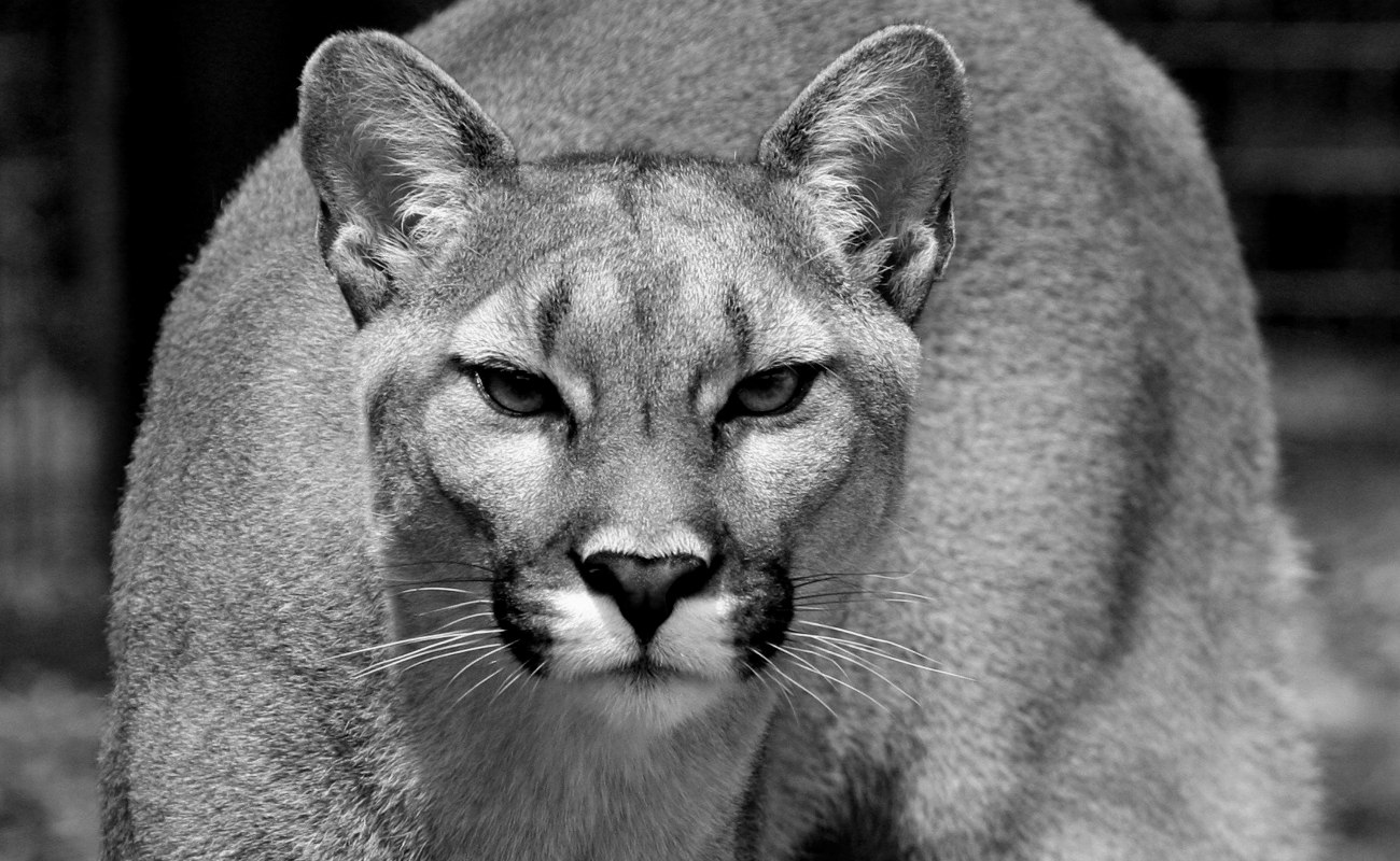 Un puma atacó a un niño de cuatro años en una reserva natural del San Diego.