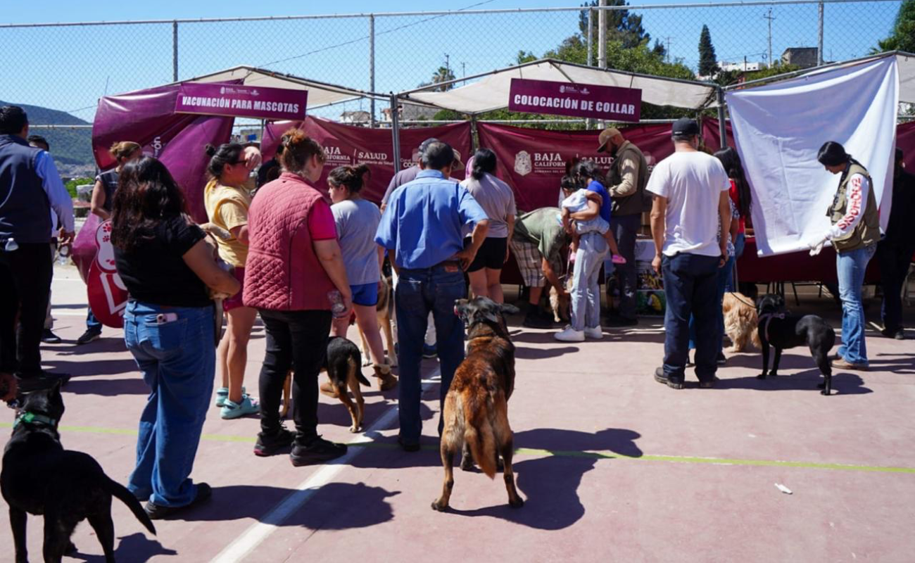 Intensifican combate a la Rickettsia en Ensenada