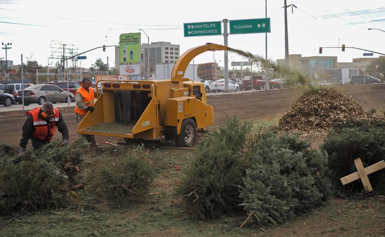 Habilita gobierno de Mexicali 11 centros de acopio de pinos navideños naturales