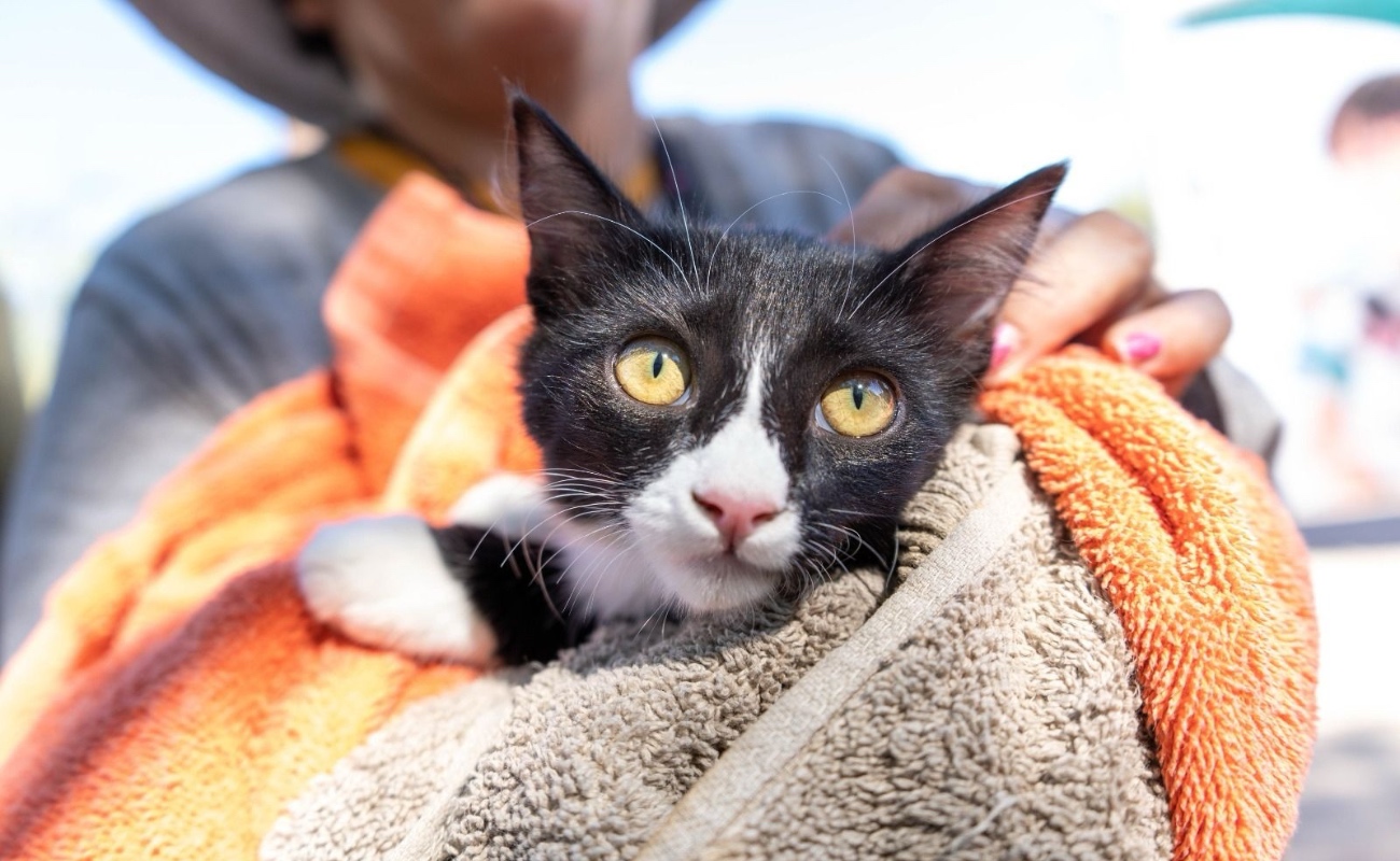 Además, logran más de 5 mil 900 esterilizaciones de perros y gatos.