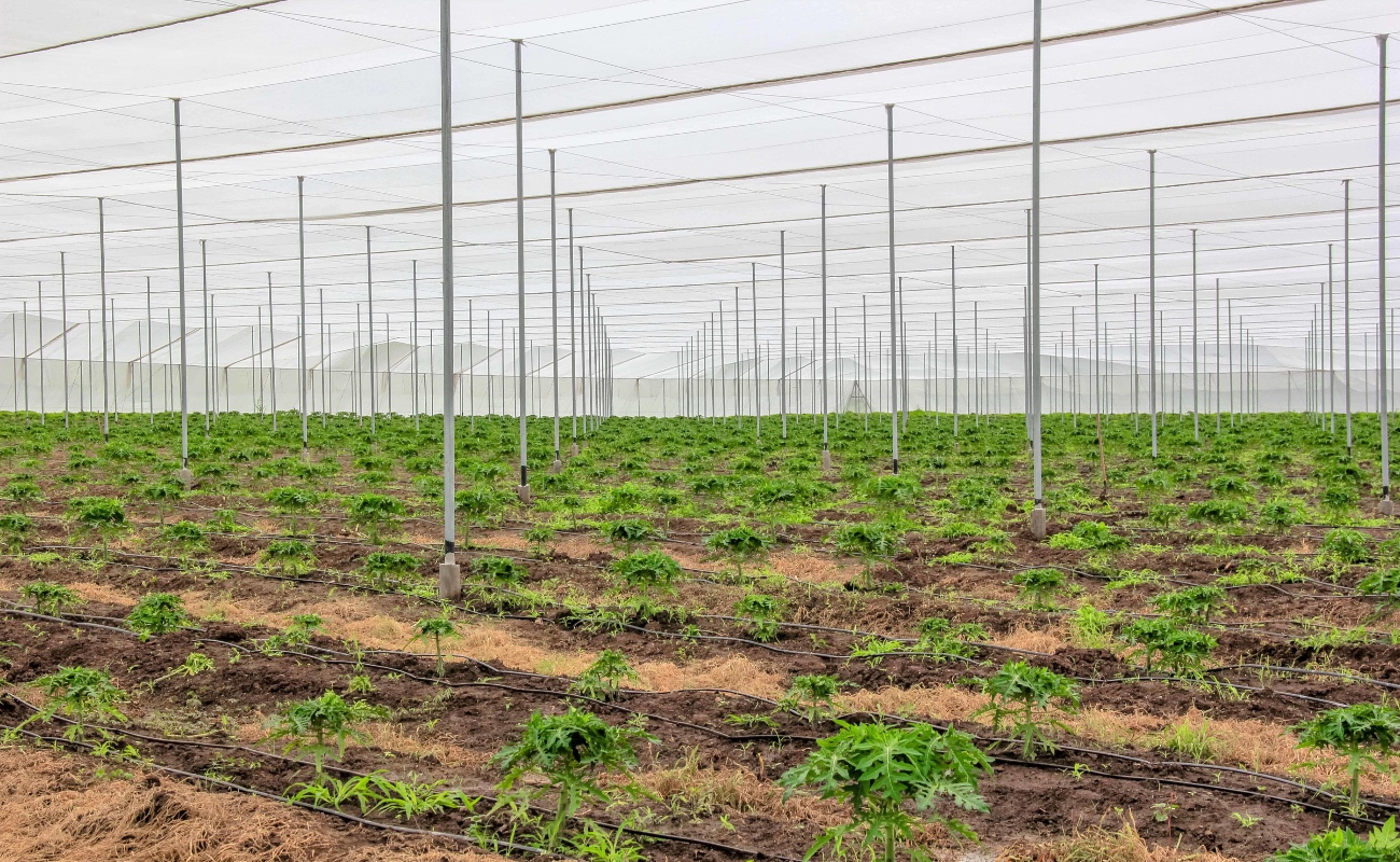 El objetivo es incentivar la regularización de los productores del país y garantizar el acceso al subsidio eléctrico para agua de uso agrícola.