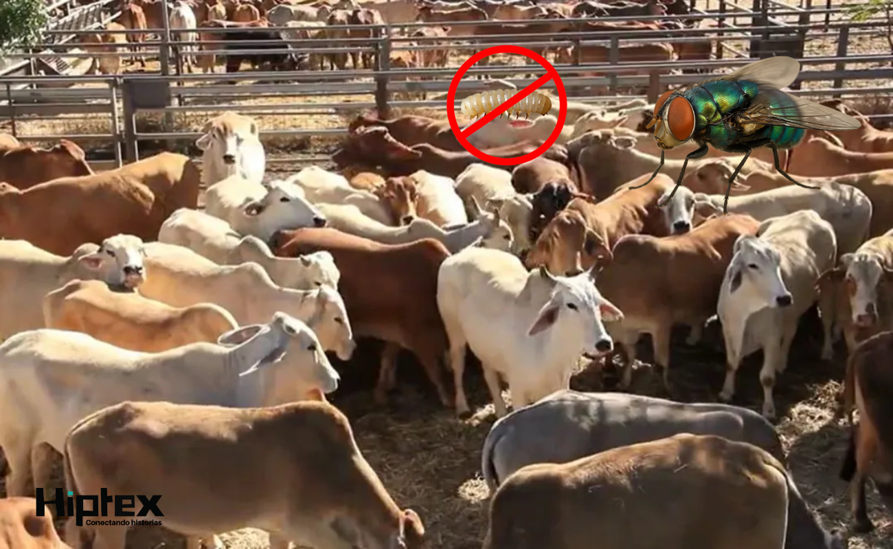 Con esta acción se garantiza la continuidad productiva en el sector ganadero, y la competitividad en los mercados internacionales.