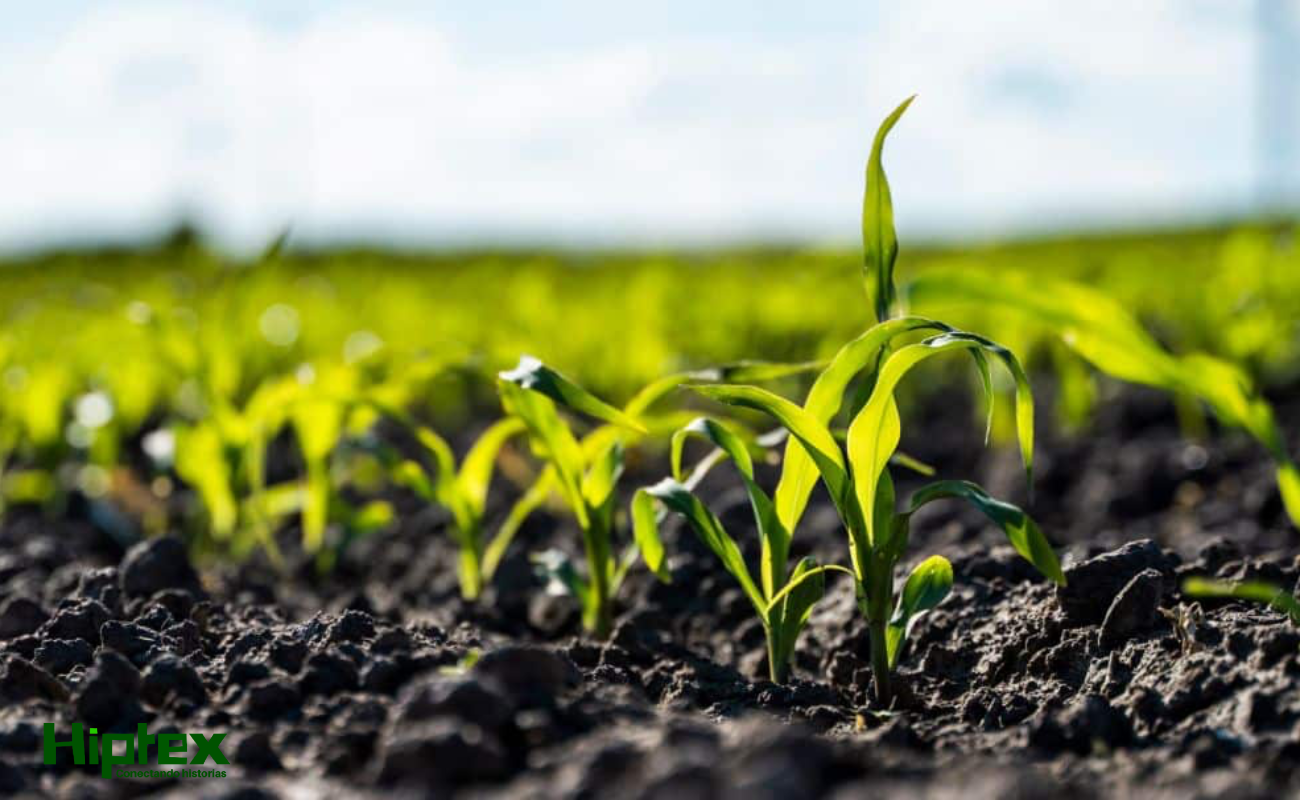 Dispara guerra de Irán 74.67% el precio de la urea, el fertilizante más popular del mundo